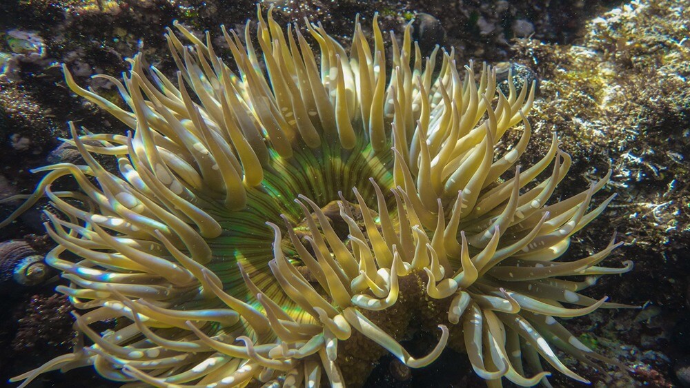 a green anemone with tentacles out