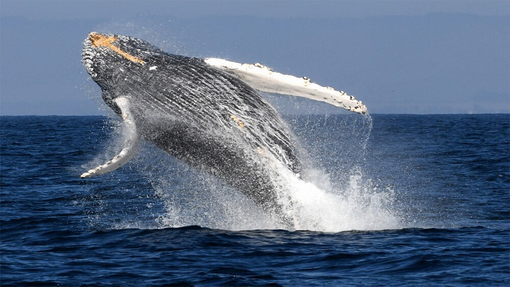 a humpback whale breaches and belly and fore flippers are visible