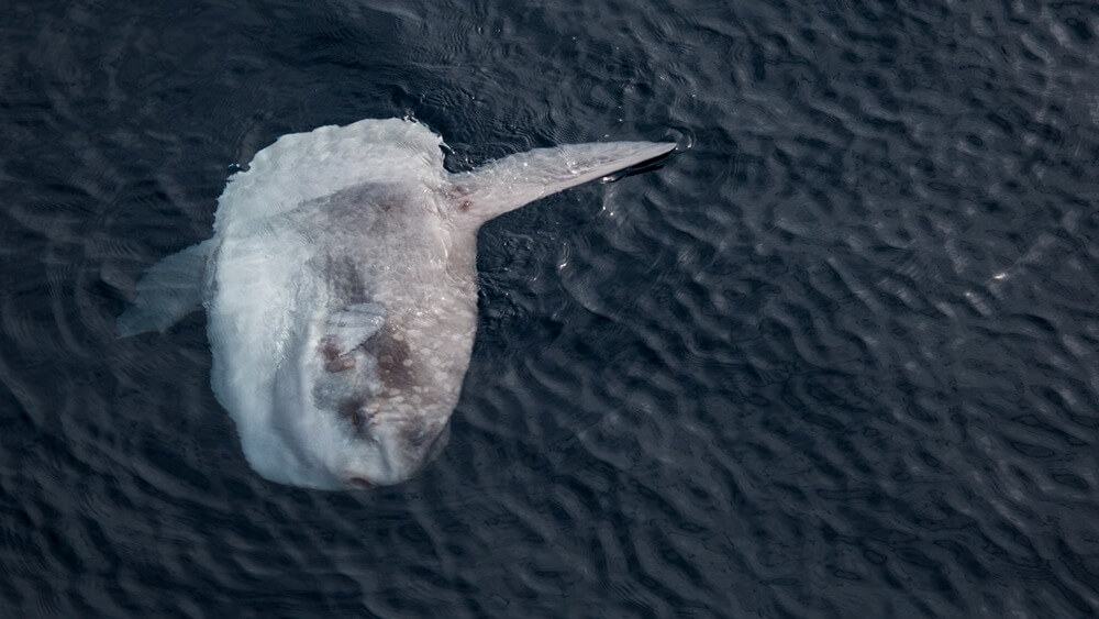 an ocean sunfish on the surface