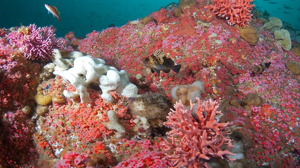 colorful pink and white invertebrates and a rockfish on Cordell Bank