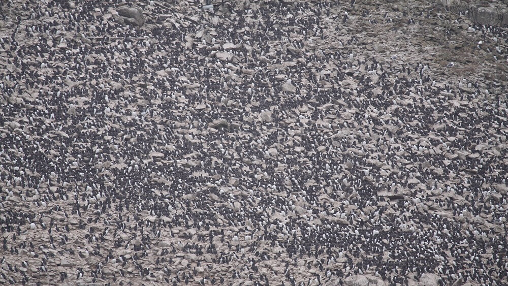 thousands of common murres sitting on Southeast Farallon Island