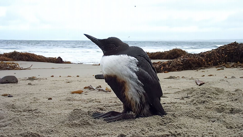 A black and white seabird with oil on its feathers stands on a sandy beach with the ocean in the background.