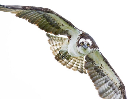 The Osprey  is a large and distinctive hawk with a predominantly white underside 