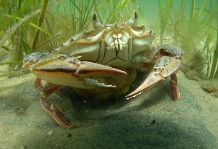 underwater crab