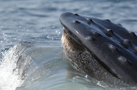 Baleen whales in Greater Farallones National Marine Sanctuary