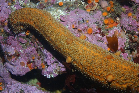 A warty sea cucumber