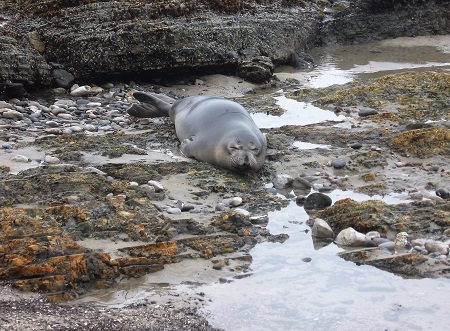 northern elephant seal resting on the beach