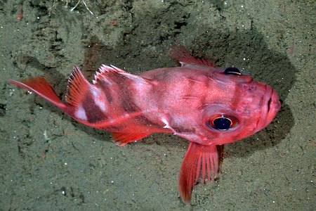 view of a blackgill rockfish from above