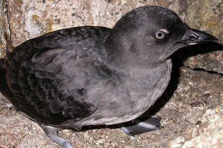 a Cassin's Auklet resting on some rocks