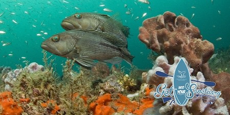 a pair of Black sea bass swimming above a reef with my smaller fish swimming around them