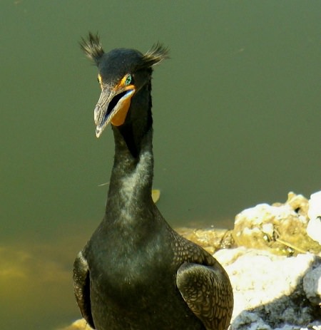 a Double Crested Cormorant