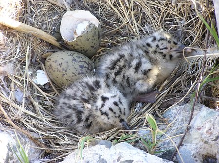 Speckled California Gull chicks in a nest
