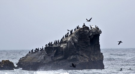 flock of bird on a rock in the sea