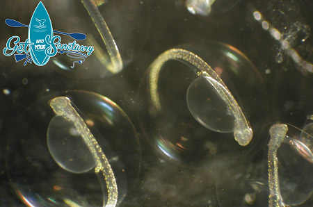 close up view fish eggs