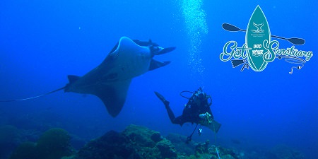 manata ray swimming by a diver