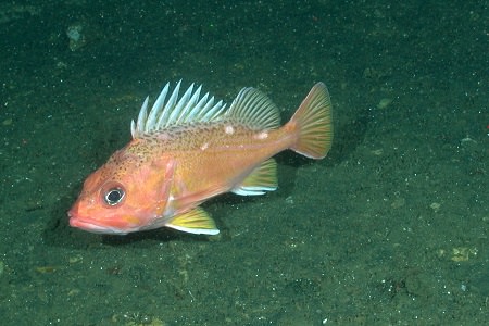 Greenspotted rockfish
