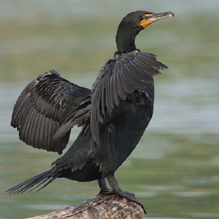 A Cormorant stretching out its wings while it stands on a rock.