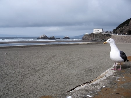 A seagull standing by the beach with waves in the background.