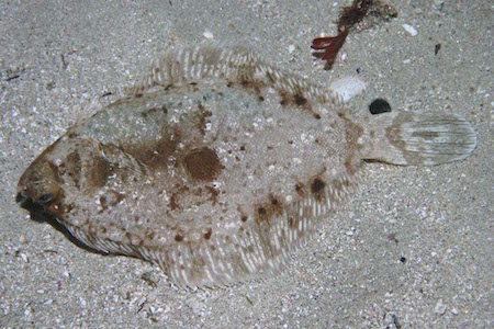 The C-O Turbot lying on sandy sea floor as a camouflage.