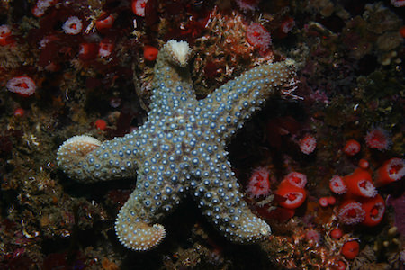 star fish on coral