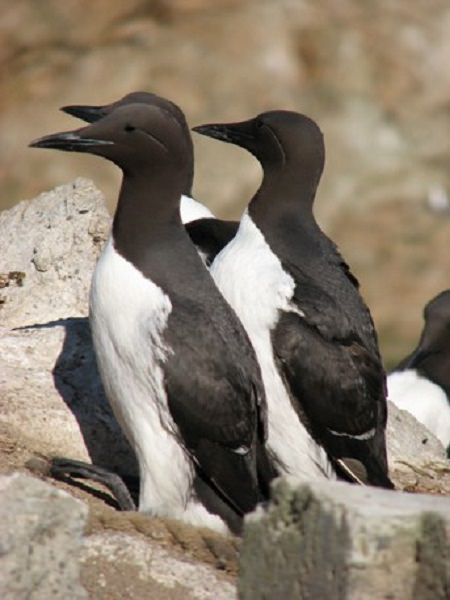 three penguins on rock