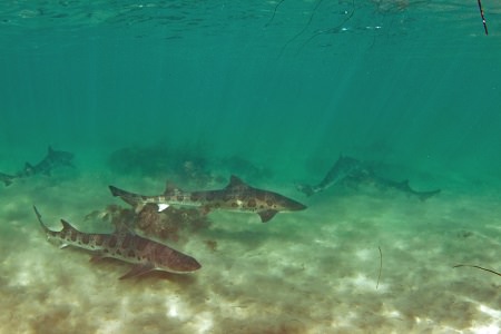 Sharks Near Ocean Bottom