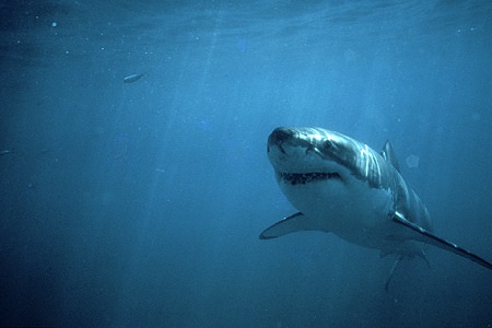 Shark in water, Near surface