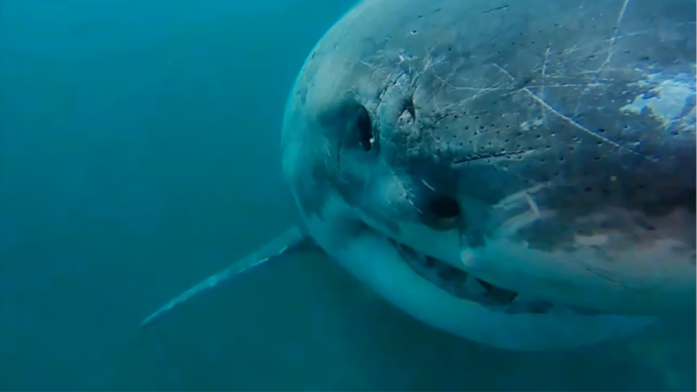 Close up of white shark head