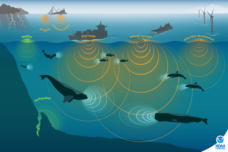 This image shows the sound waves produced by various on the water activities: ship noise, weather, seismic surveys, wind farm development, earthquakes and fishing and shows that ocean life make and receive sound underwater.