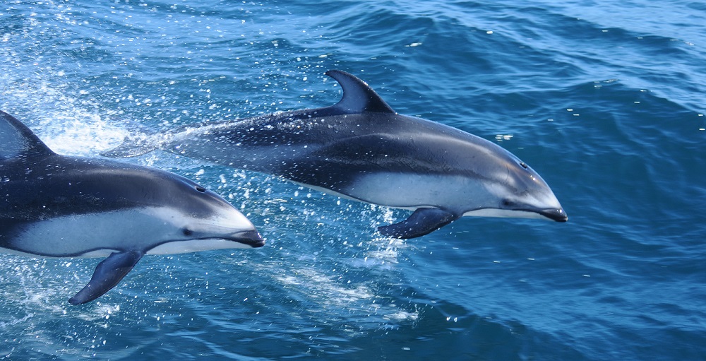 white-sided dolphin