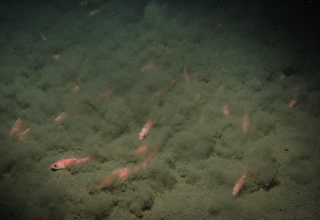 pygmy rockfish