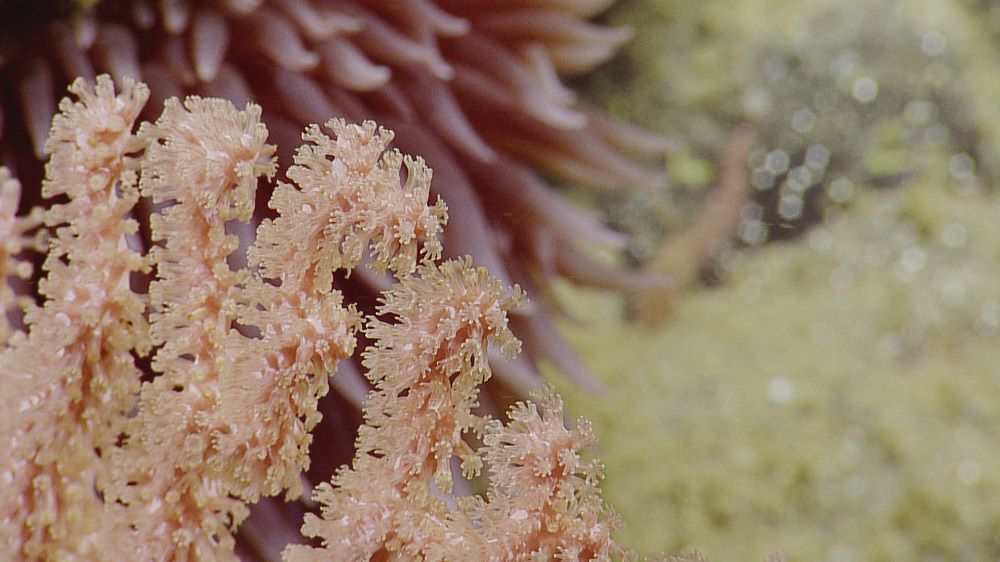 bamboo coral polyps