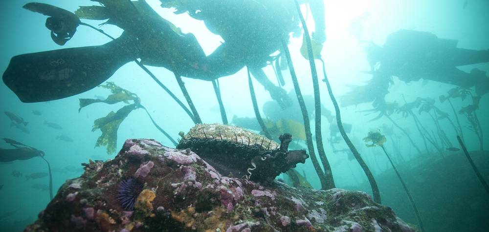 divers in kelp