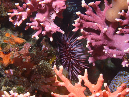 A red urchin hides behind the California hydrocoral
