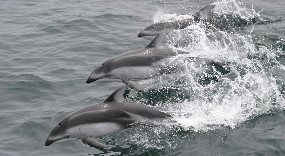 three white-sided dolphins jumping out of the water