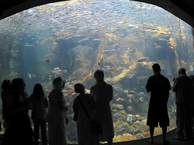 people standing in front of an aquarium