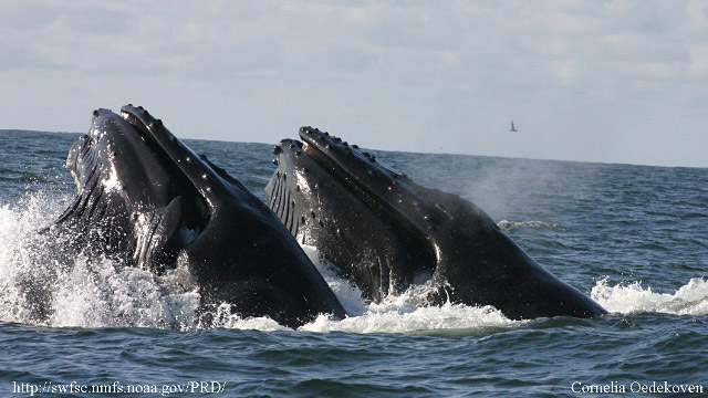 a pair of humpback whales feeding